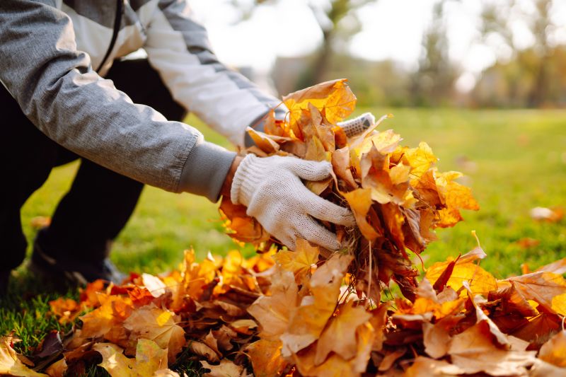 Leaves Falling in Autumn