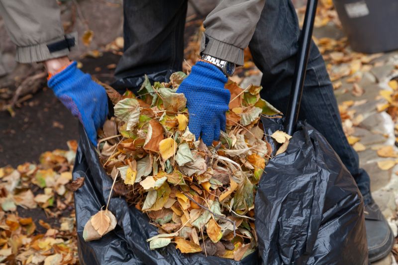 Yard After Leaf Clearing